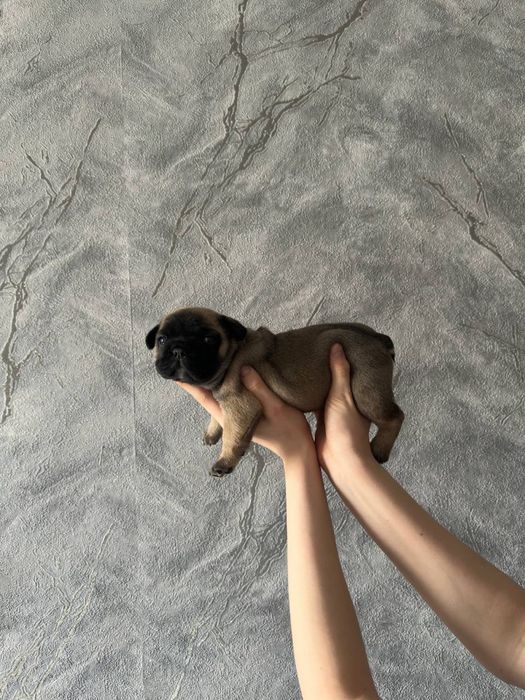 французский бульдог