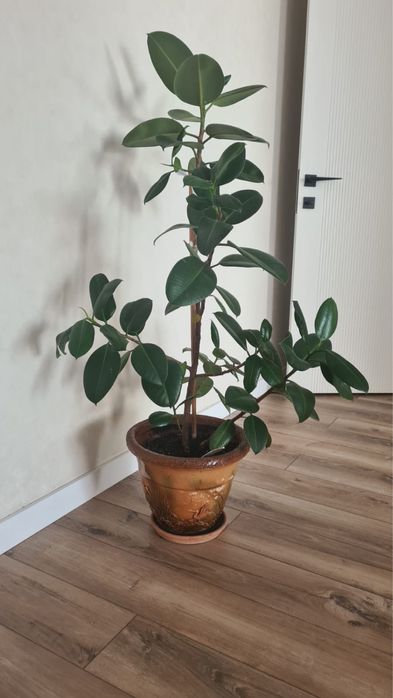 Продам домашние цветы