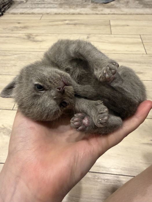 Британские котята
