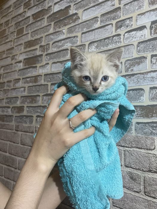 котенок 2 мес. мальчик.