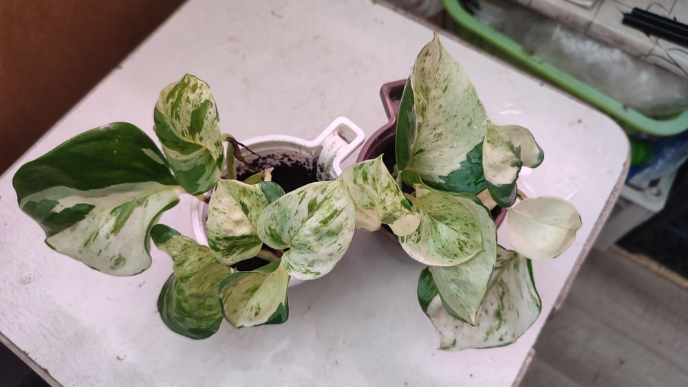 Эпипремнум Хэппи Лиф