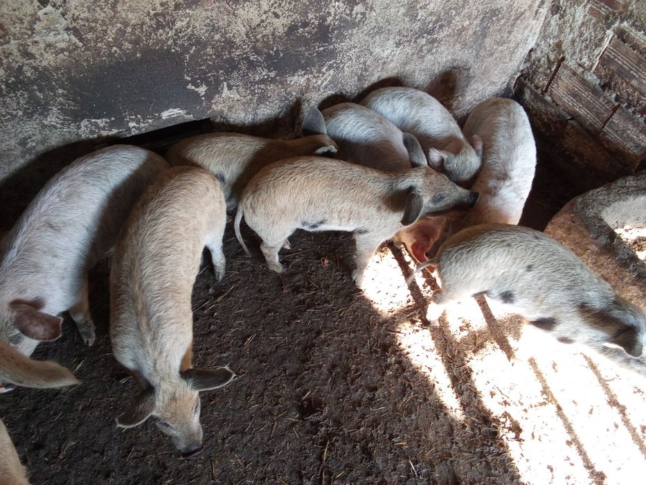 Прасенца отбити 150лв 180лв 200лв