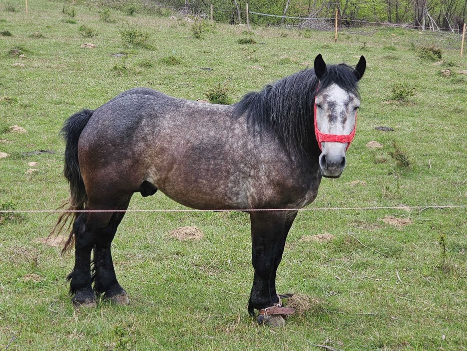 Vand manz de 2/3 ani