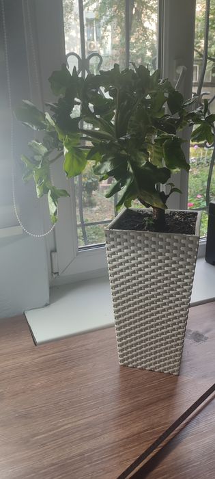 Филодендрон кудрявый