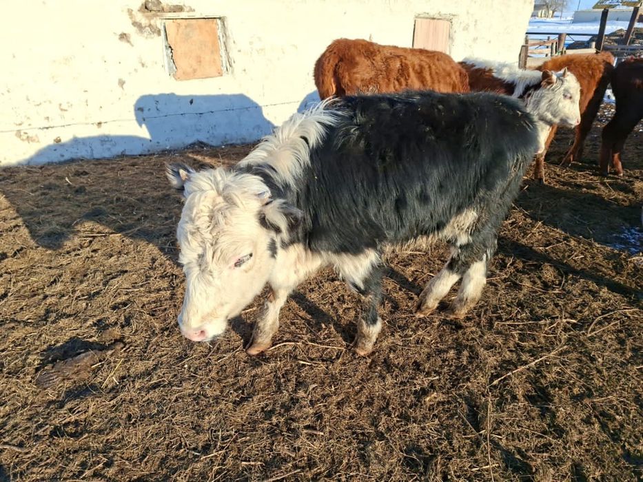 Баспақ сатамын Баспақ сатамын