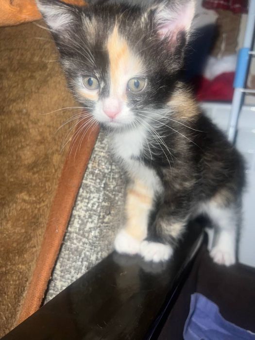 Отдадим в хорошие и заботливые руки за символическую поату