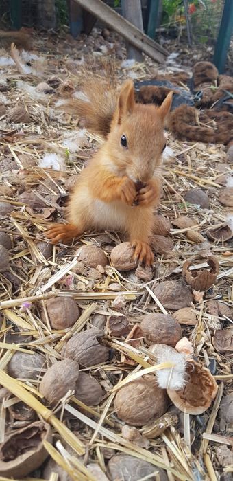 Белка обычная рыжая