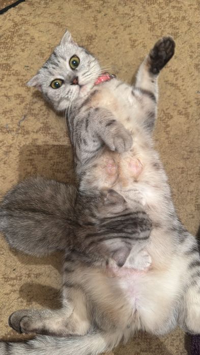 Чысты кошки шотландскы