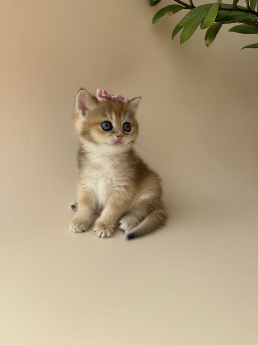 Британский котенок окрас Шиншилла