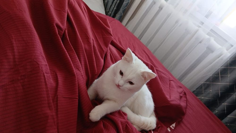 Отдам в хорошие руки кота