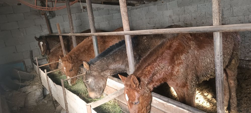 Жабағы тайлар сатылады