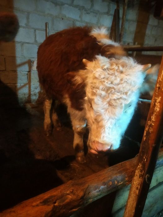 Продам 2 корову 2 бычка