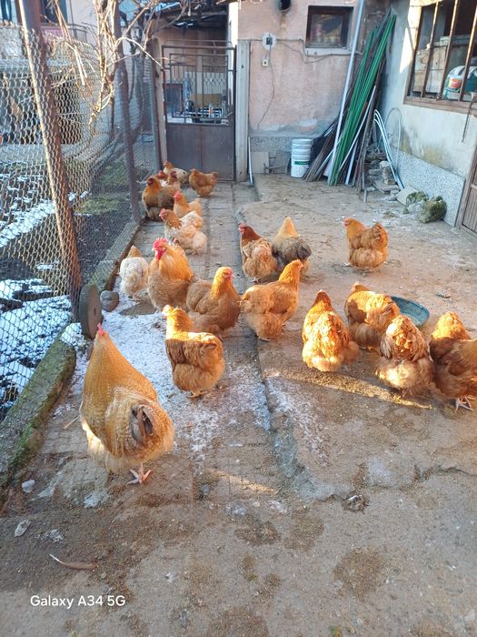 Яйца за люпене от орпингтон