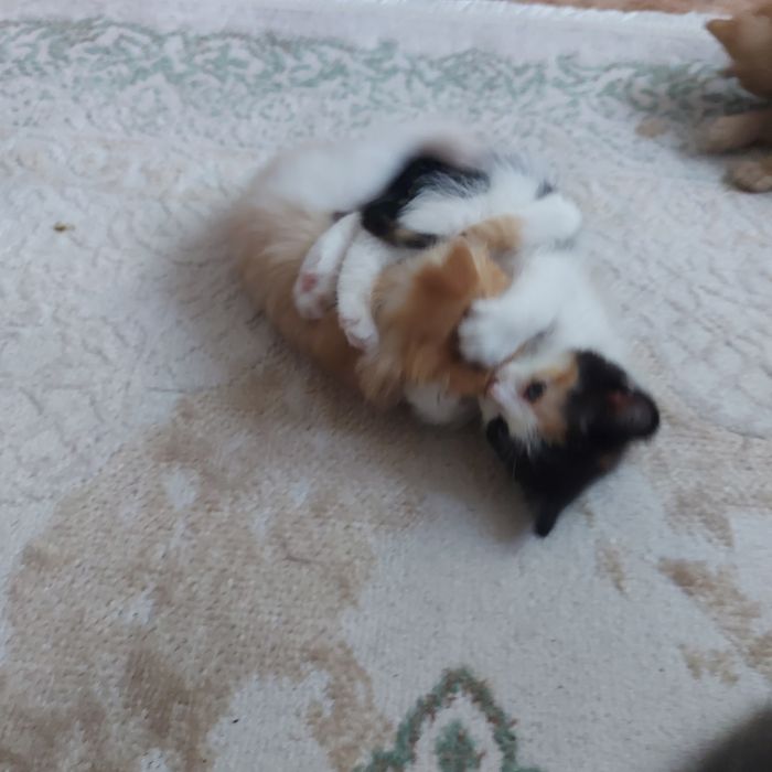 Одам котят добрые руки