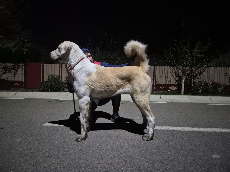 Femela Ciobanesc de Asia Centrala