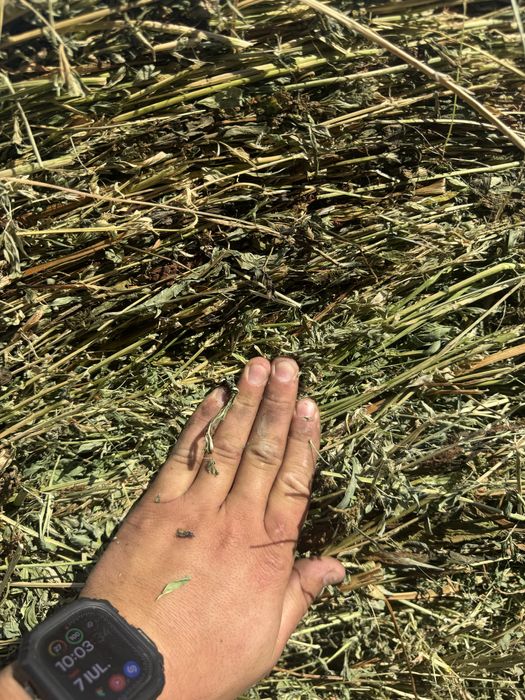 Baloti lucerna coasa 3