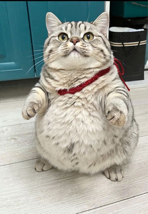 Кот,отдам бесплатно