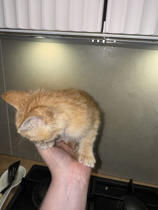 Котенок ищет домик