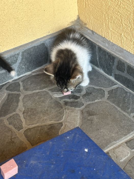 6 pui de pisica asteapta sa si gaseasca un adapost
