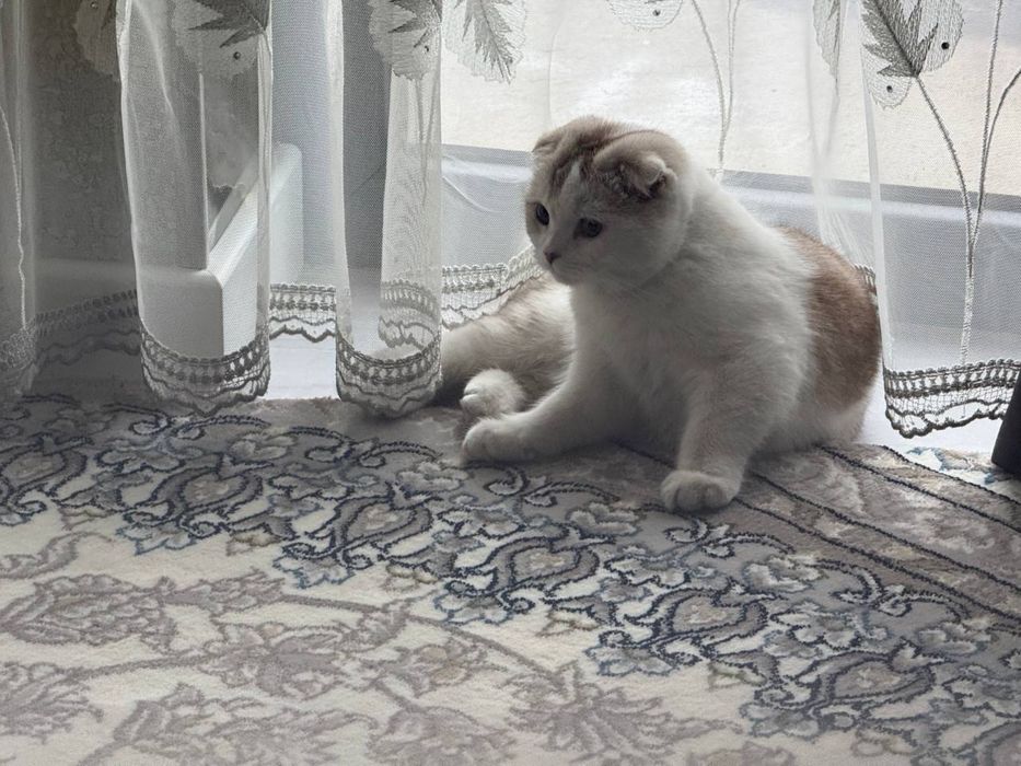 Скоттиш-фолд (шотландская вислоухая)