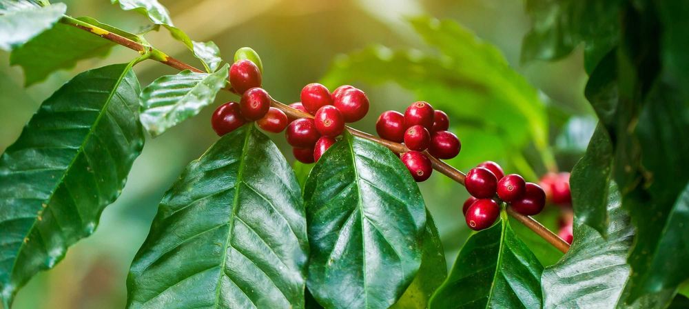 Саженец Кофе Арабика, Кофейное дерево Coffee Arabica