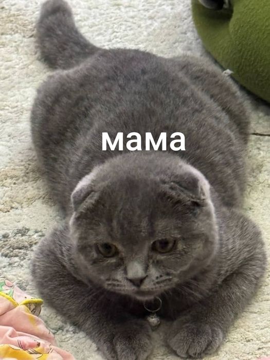 Продаю котят шотландский