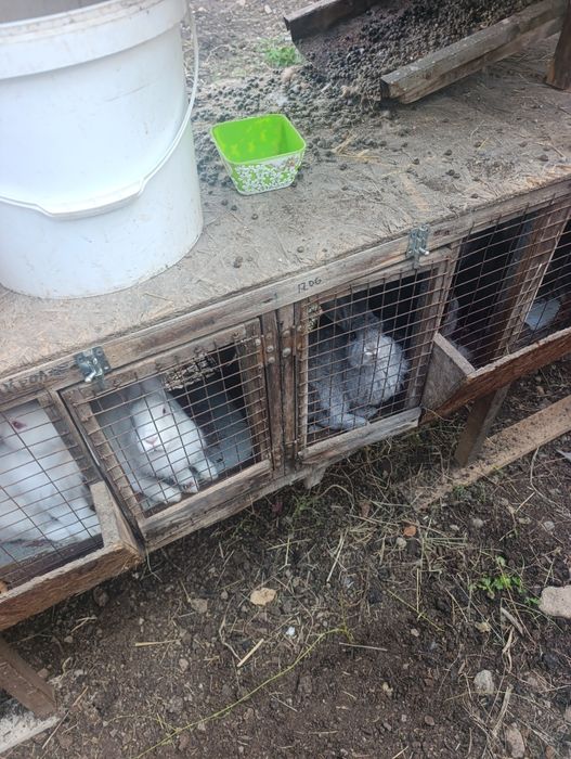 Продам кроликов с клетками