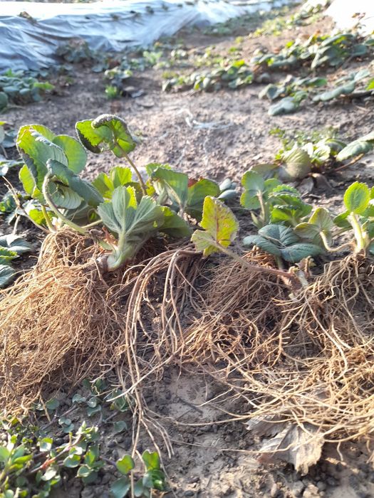Stoloni căpșuni albion