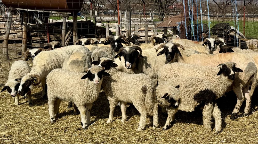 Miei și mieluțe breze de vânzare