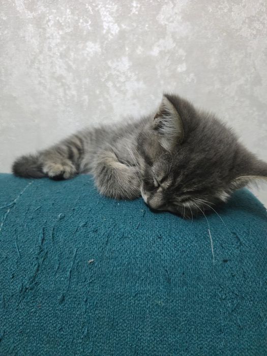 Отдам в добрые руки