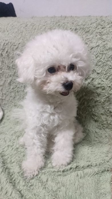 Вязка Той Пудель