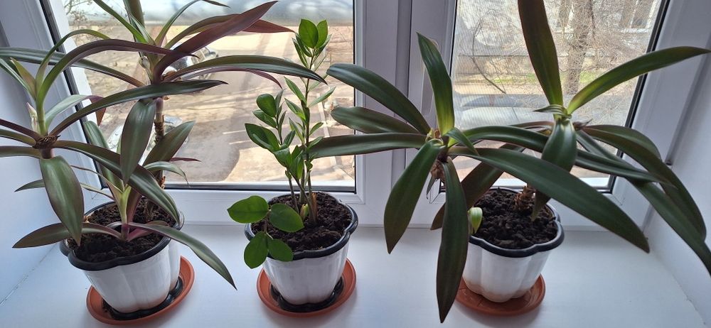 Комнатные цветы .Распродажа.