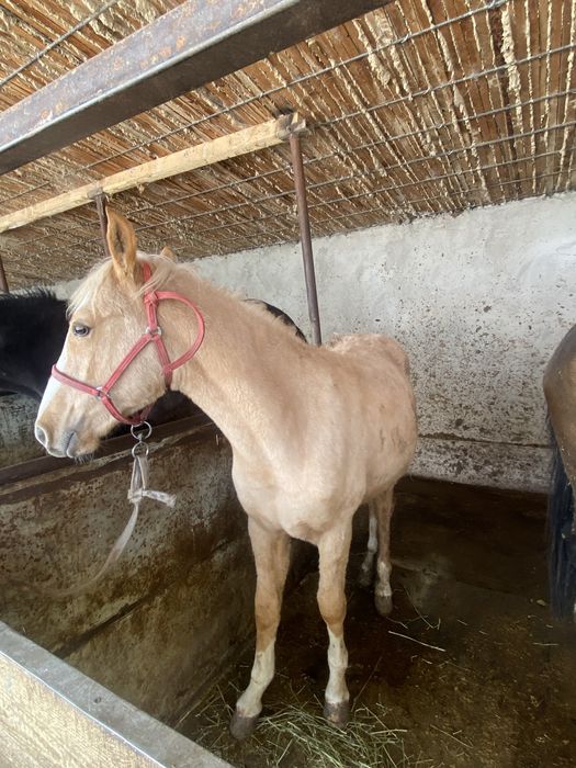 Бие құлынды линия бар