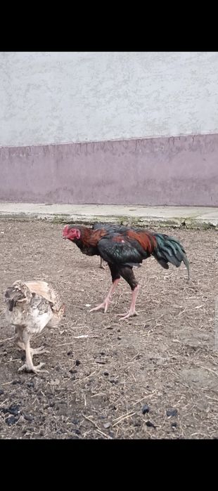 Продам бойцового петуха молодой