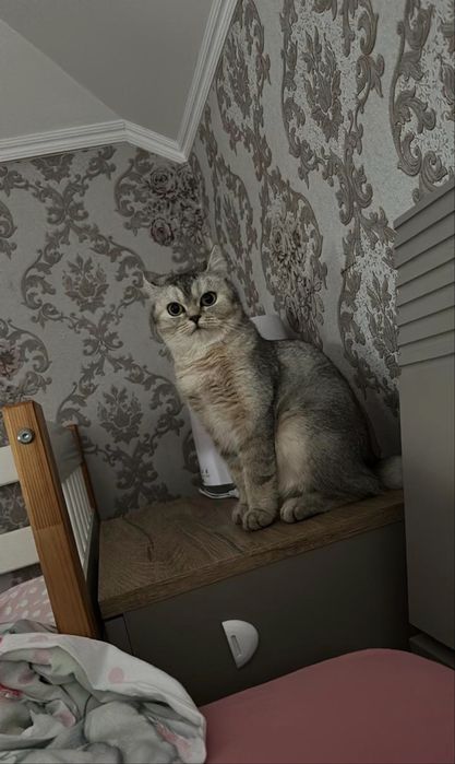 Пропала кошка …………………………………………………………………………………………………………………………,,,……………..