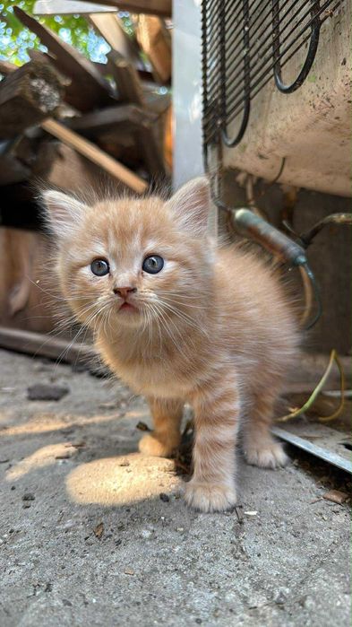 Pisici spre adopție