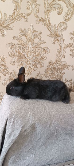 Маленькие крольчата красивые