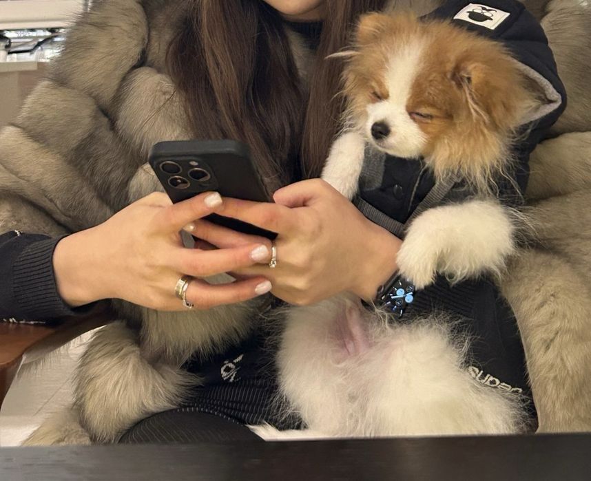 Продается Немецкий Шпиц!