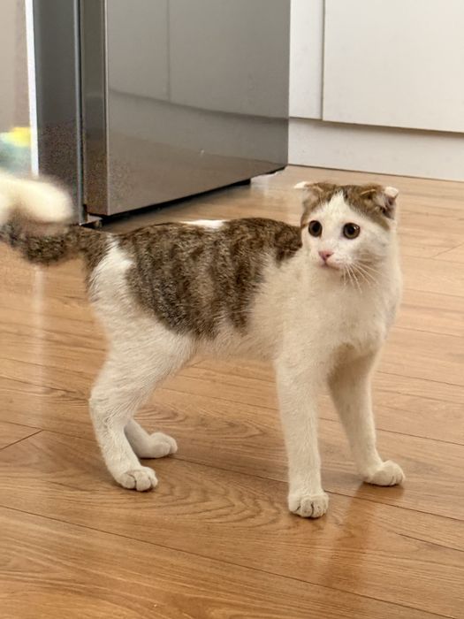 Отдадим кота в хорошие руки
