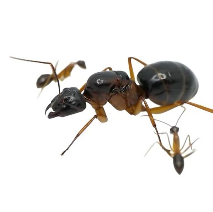 Муравьи camponotus arrogans