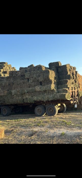 Клевер оптом и в розницу