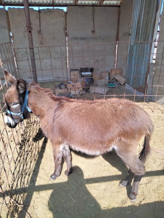 Ешек арба сатылады