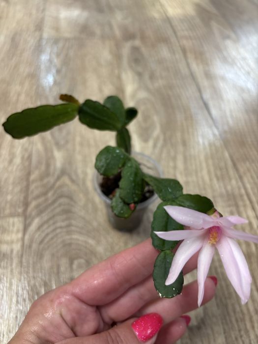 Продам комнатные цветы