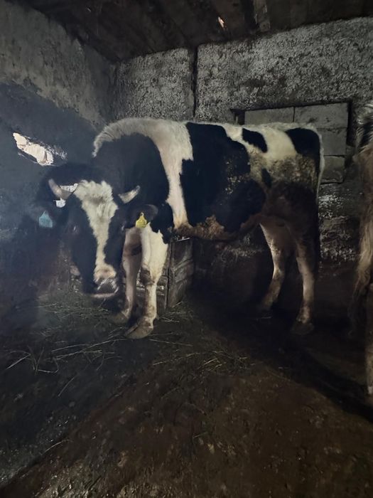 Букалар бык бұқа