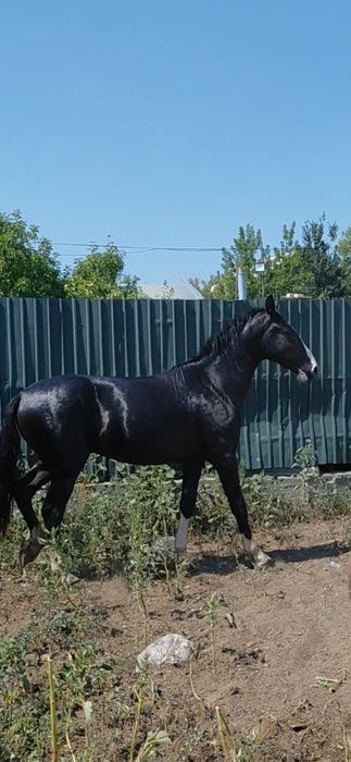 Айғырлыққа сатылады екі жасар