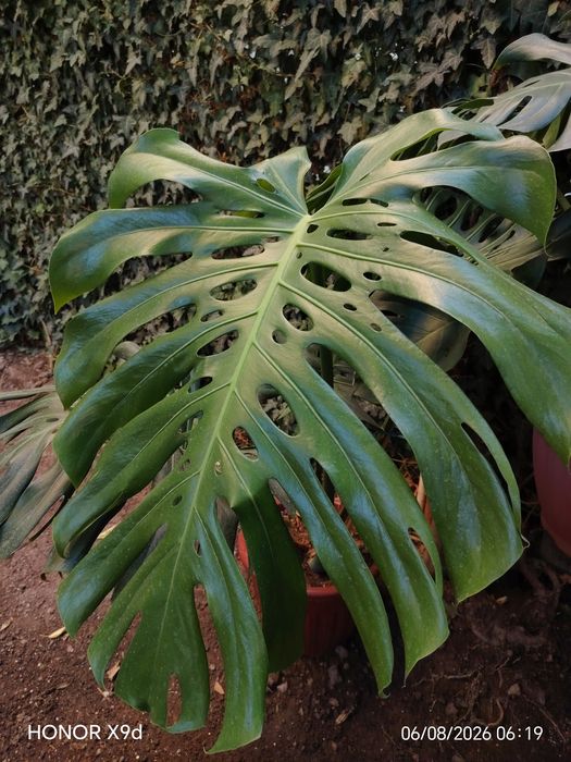 Монстера деликатесная (Monstera deliciosa)