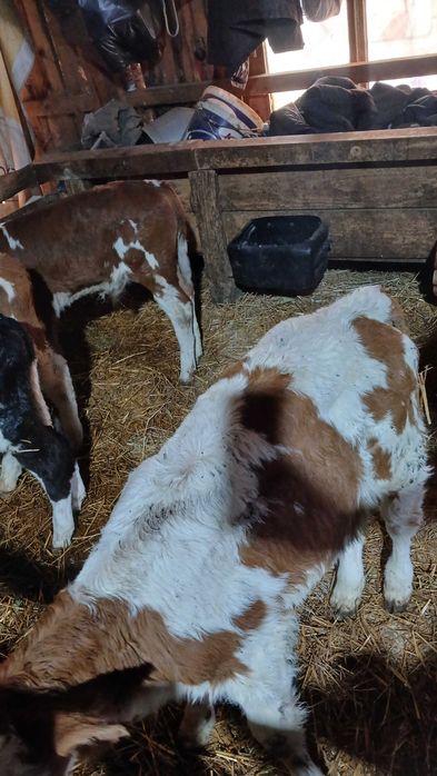 Vand vitei foarte frumosi