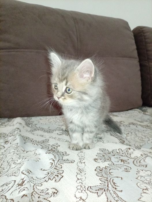 Отдам котят 1.5 месяца
