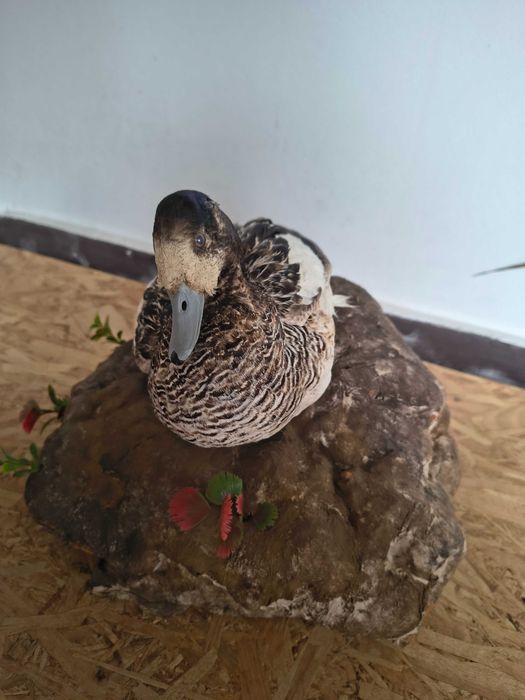 Rățoi împăiat montat pe un suport decorativ