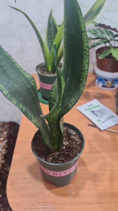 Продам  цветочки